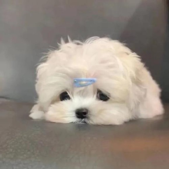 kelly_zzzhang